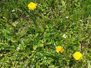 yellow flowers on grass