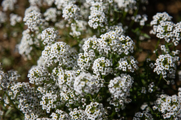 close up of a flower