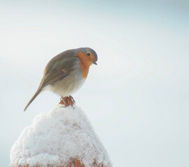 robin on snow