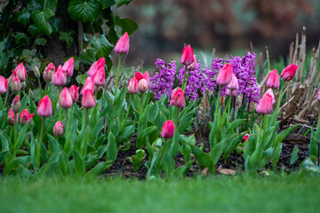 Fototapeta Piękne hiacynty i tulipany kwitną wiosną na rabacie w ogrodzie obraz