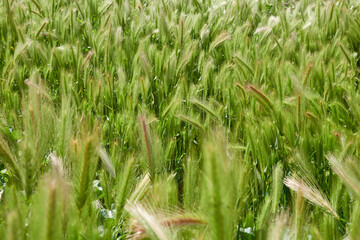 Spike field in the Meaques Retamares Environment, near the Valchico Lagoon, in Madrid. Spain