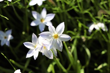 春の茨城県古河総合公園に咲く可憐な花「花ニラ」