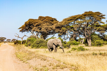Lonely elephant grazes