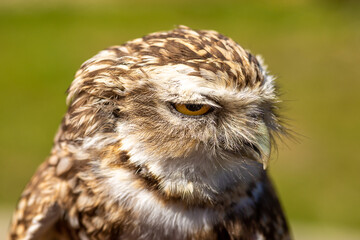 Burrowing owl head close up
