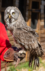 Great grey owl looking up