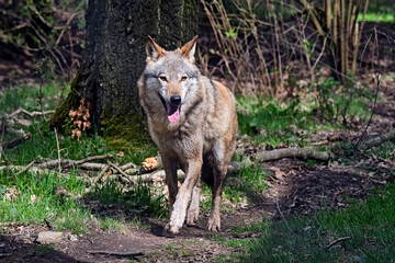 Europäischer Wolf ( Canis lupus ).