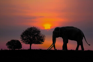 Black elephant silhouette on sunset background at Phu Khieo National Park, Chaiyaphum Province, Thailand