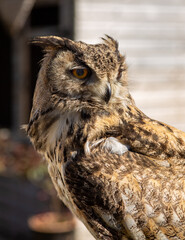 Long-eared owl close up