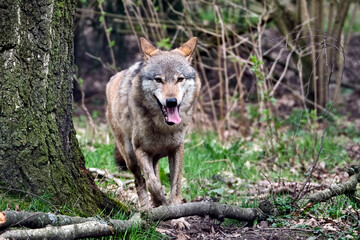 Europäischer Wolf ( Canis lupus ).