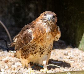 Harrier looking curious