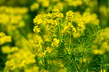 Yellow rapeseed field in bloom at spring