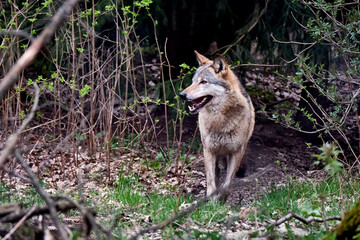 Europäischer Wolf ( Canis lupus ).