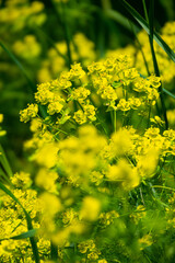Yellow rapeseed field in bloom at spring