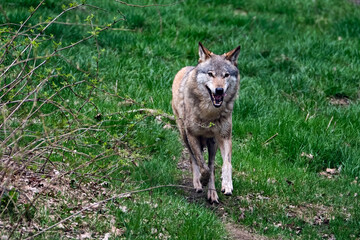 Europäischer Wolf ( Canis lupus ).