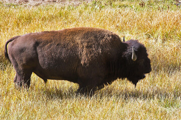 The huge bison-male