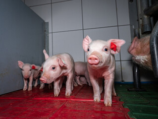 Konventionelle Ferkelerzeugung, kleine rosa Ferkel in einem modernen Ferkelstall - Symbolfoto