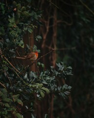 robin on a tree