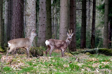 Reh ( Capreolus capreolus ).
