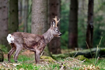 Reh ( Capreolus capreolus ).