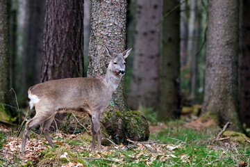 Reh ( Capreolus capreolus ).