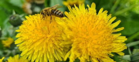 bee on a dandelion