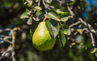 the ripe pear hanging from a tree. Pear fruit on the tree in the fruit garden.