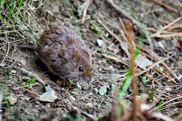 Rötelmaus ( Myodes glareolus ).