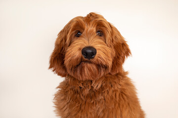 Head shot of handsome male apricot or red Australian Cobberdog aka Labradoodle. Looking friendly towards camera. Black nose, mouth closed. Isolated on champagne background.