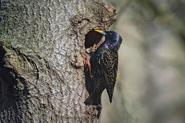 Star ( Sturnus vulgaris ).