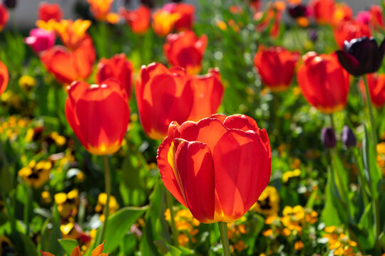 Spring flowerbed with red, yellow, pink tulips and other flowers.