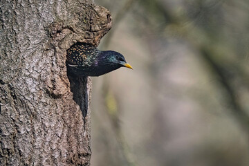 Star ( Sturnus vulgaris ).