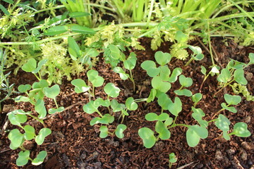 Feuilles de radis dans une jardinière (mini-potager en ville)
