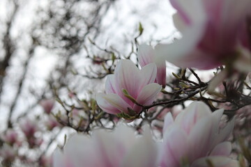 Magnolien Blüte im Close-Up im Frühling