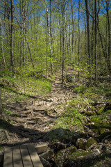 the green undergrowth of the Mont Chauve hike, in spring. This trail is located in Mont Orford national park in Quebec, Canada