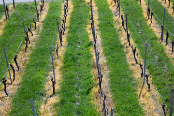 Obraz premium detail of vineyard in spring