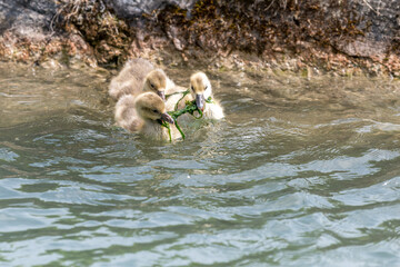 goslings on the river