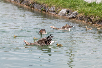 geese on the water