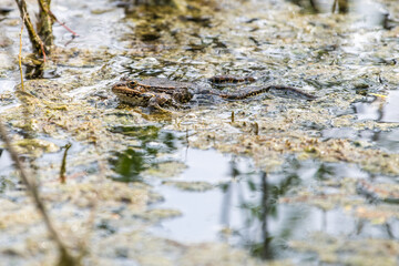 frog in the pond