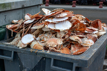 Amoncellement de coquilles de Saint-Jacques vides