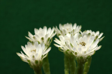 Group of Gymnocalycium  friedrichii LB 2178 or Gymnocalycium mihanovichii LB2178  flower blossom in garden. wooden background. cactus succulent plant with copyspace.color vintage style