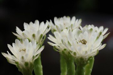 Group of Gymnocalycium  friedrichii LB 2178 or Gymnocalycium mihanovichii LB2178  flower blossom in garden. wooden background. cactus succulent plant with copyspace.color vintage style