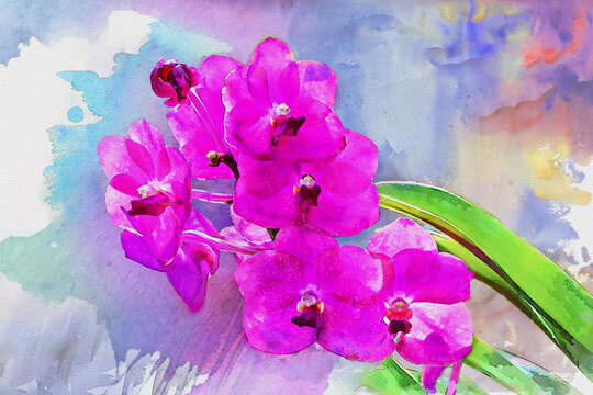 Watercolor painting - Beautiful fresh purple phalaenopsis orchid flowers bunch on colorful pastel background.