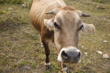 Fototapeta premium cow in the field