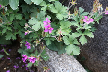 ゲンノショウコ（学名　Geranium thunbergii）