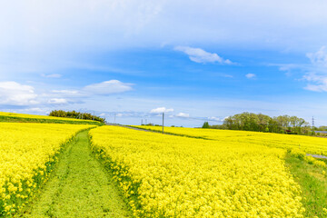 Obraz premium さわやかな菜の花畑