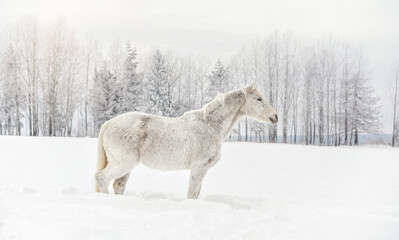 Fototapeta na wymiar White horse standing on snow field, side view, blurred trees in background