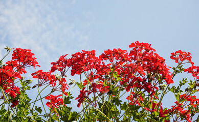 Obraz na płótnie Canvas Pink red pelargonium flowers with clear sky background