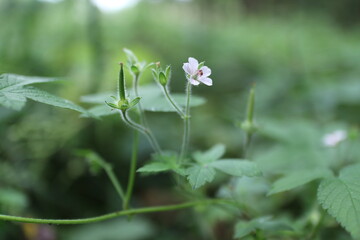ゲンノショウコ（学名　Geranium thunbergii）