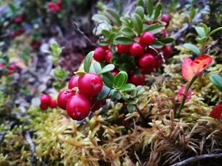 foraging bacground with edible berries lingonberry