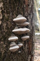 Phellinus populicola,  a polypore living on aspen (Populus tremula), wild fungus from Finland